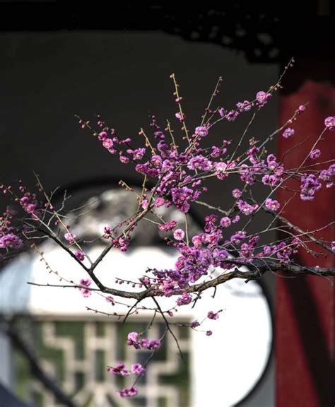 梅花吉祥話|梅花花语的象征与寓意（探寻梅花背后的文化内涵）